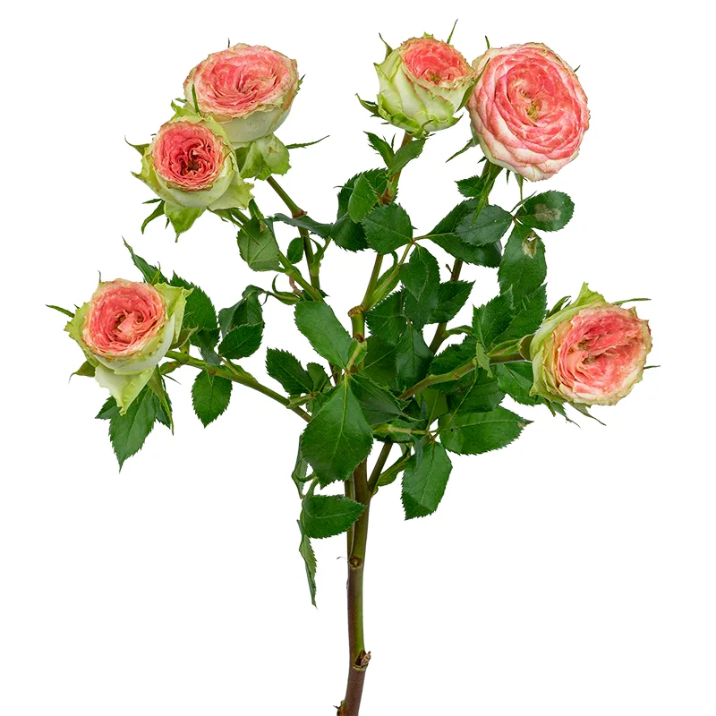 Роза кустовая розово-салатовая Папарацци! (00530)