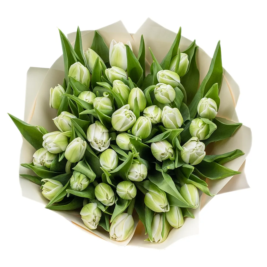 Букет из 37 белых махровых тюльпанов Вайт Херт (02455)