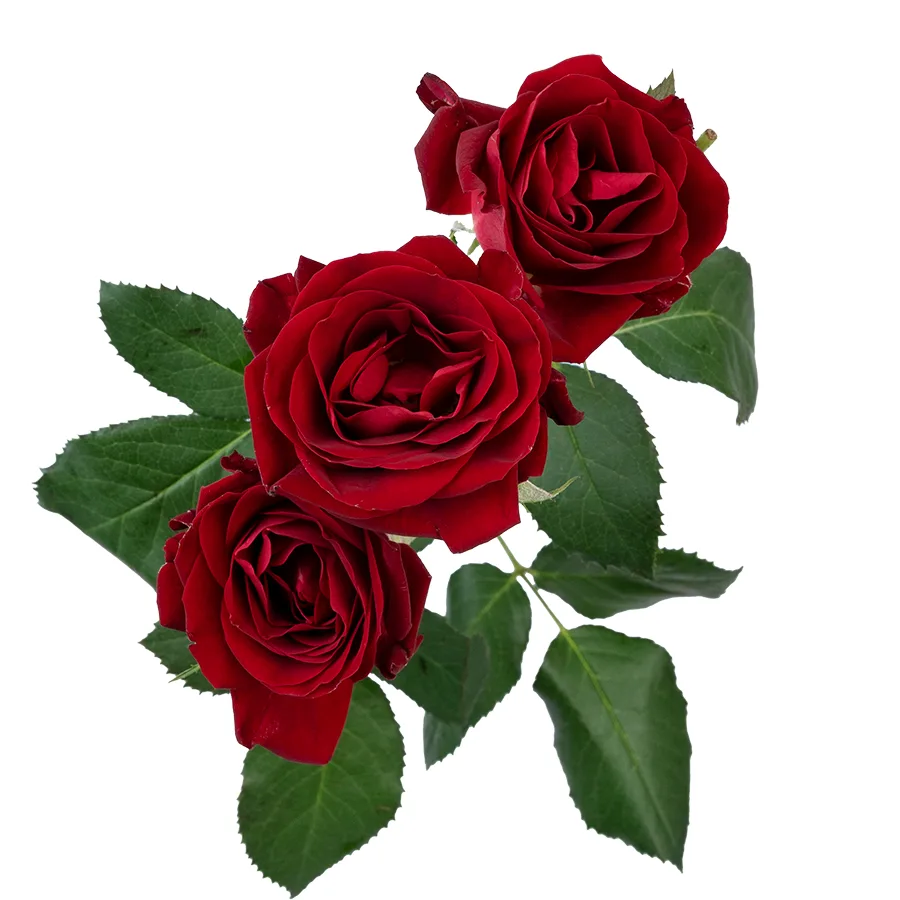 Роза кустовая бордовая Доминика 50 см (03077)