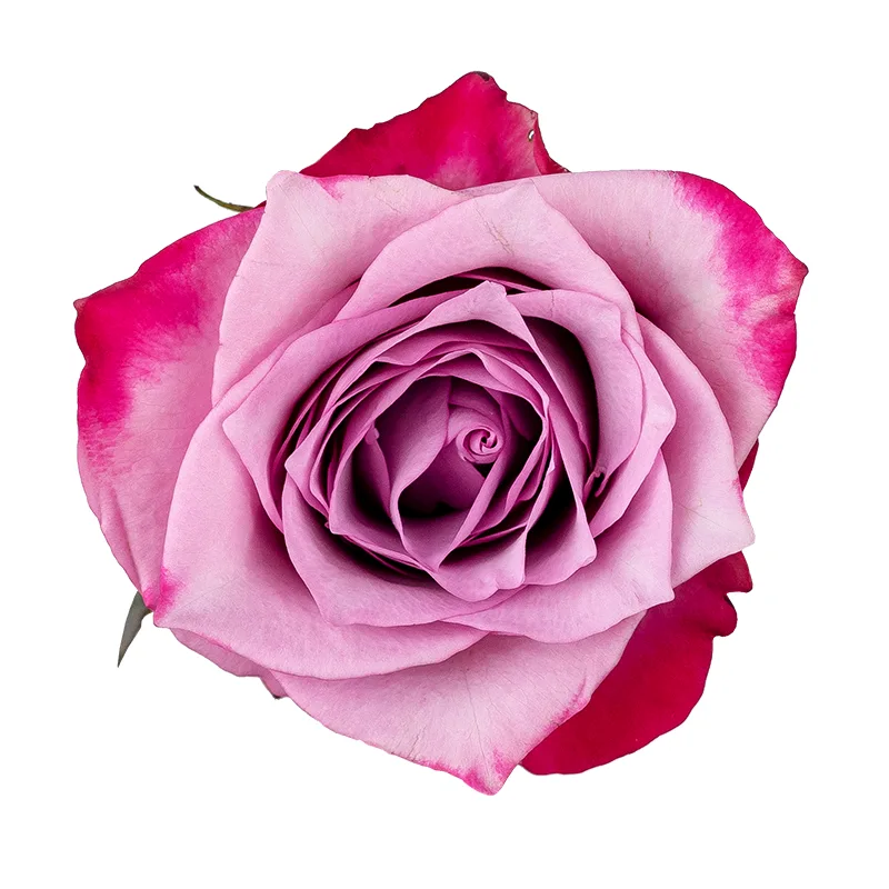 Роза фиолетовая Муди Блюз (00176)