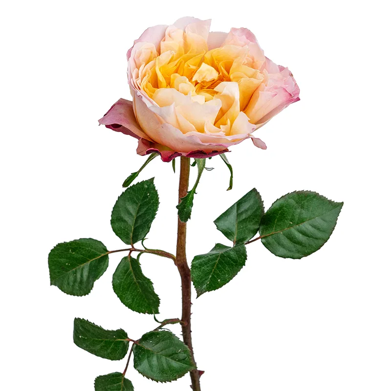 Роза садовая кремовая Дэвида Остина Эдит (00234)