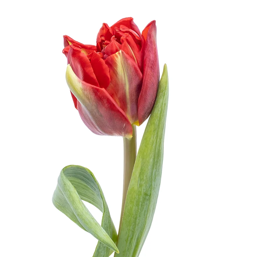Тюльпан махровый красный Ред Принцесс (00580)