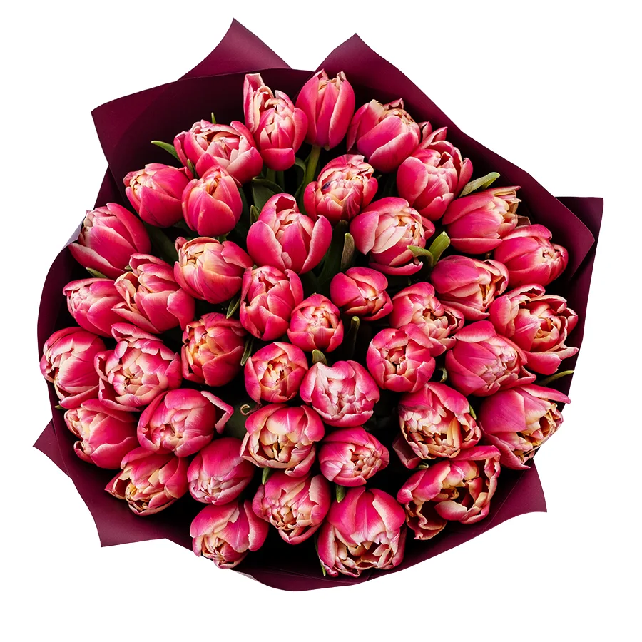 Букет из 41 красно-розового с белой каймой махрового тюльпана Колумбус (02194)