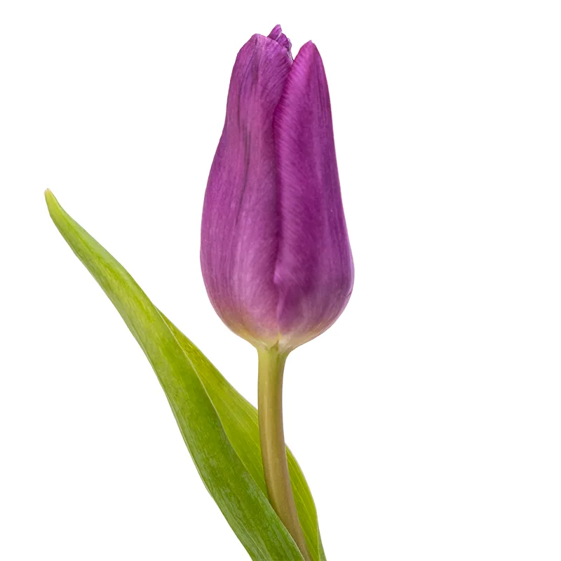 Тюльпан фиолетовый (00149)
