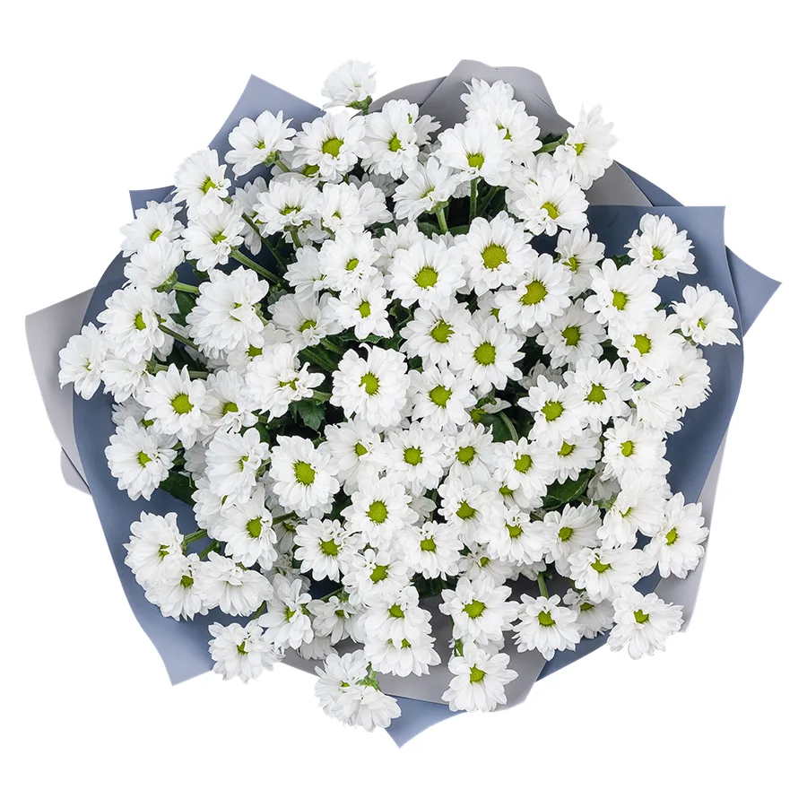 Букет из 15 белых кустовых хризантем Сантини Баунсер (02730)