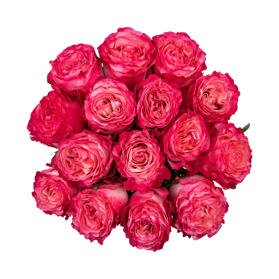 Букет из 15 ярко-малиновых роз Энчентмент (03860)