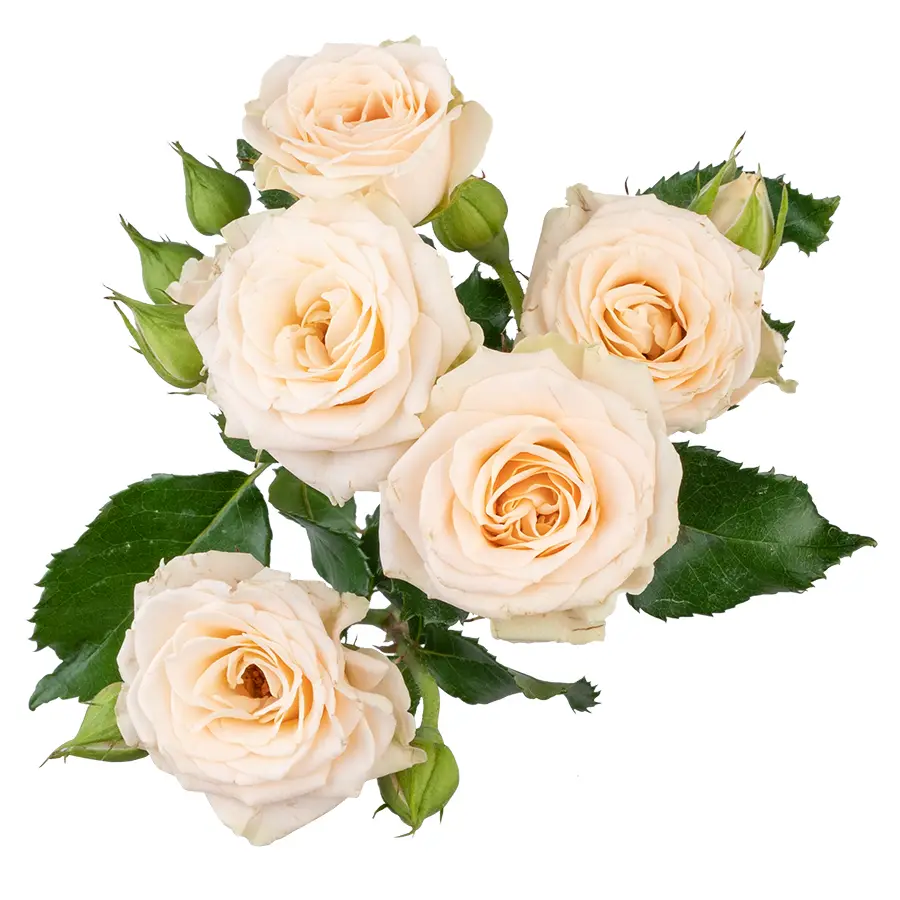 Роза кустовая кремовая Таня 50 см (00021)