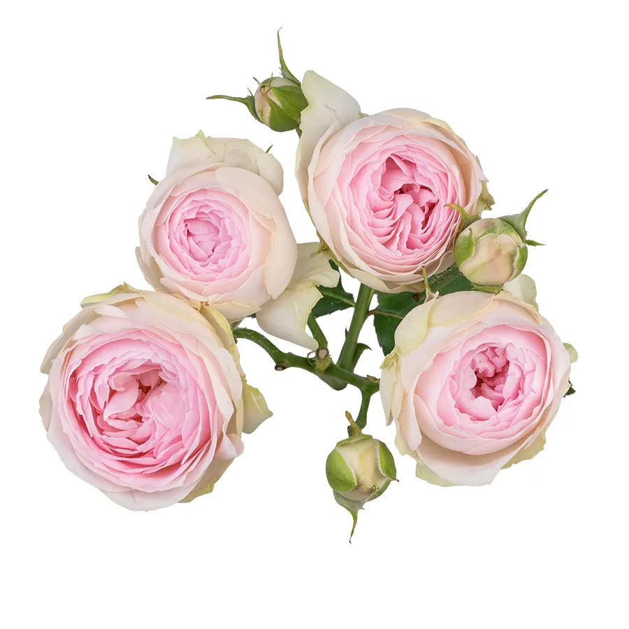Роза кустовая нежно-розовая Дедикейшн 60 см (02679)