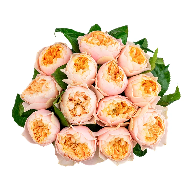 Букет из 13 персико-розовых пионовидных роз Романтик Вувузела (01620)