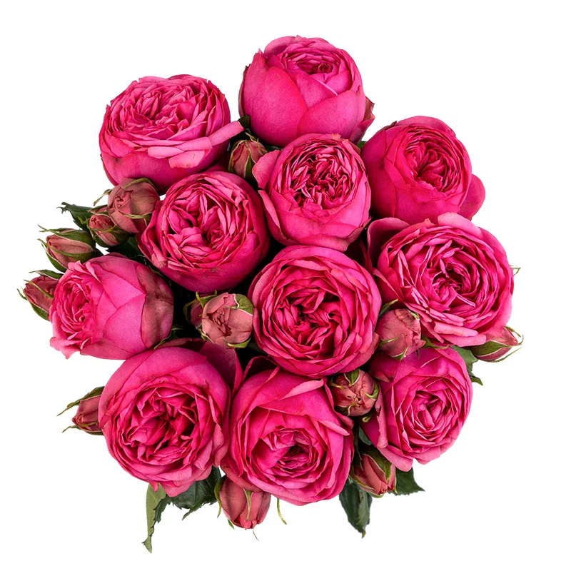 Букет из 11 ярко-розовых садовых роз Пинк Пиано (01746)