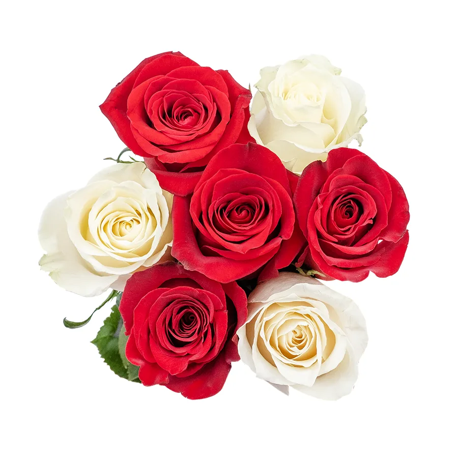 Букет из 7 красных и белых роз Фридом и Мондиаль (02224)