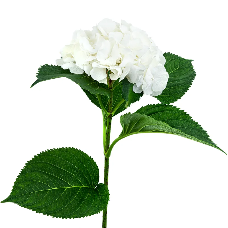 Гортензия (Hydrangea) белая Верена (00097)