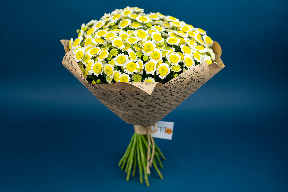 Букет из 25 бело-жёлтых кустовых хризантем Сантини Сан Ап (01539)