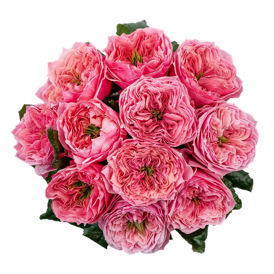 Букет из 11 ярко-розовых пионовидных роз Риджентс Парк (02697)
