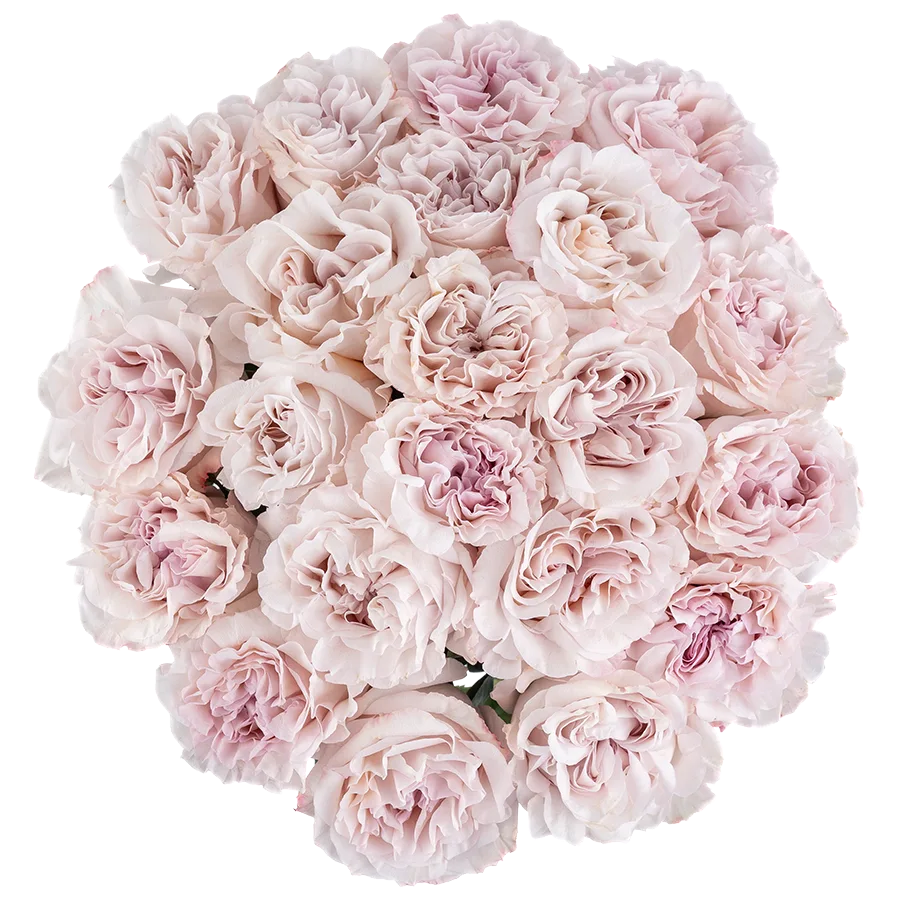 Букет из 21 садовой пыльно-сиреневой розы Паудер Пуф (03830)