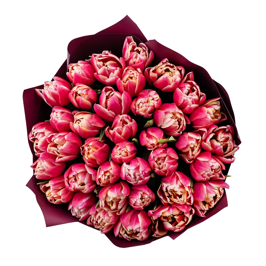 Букет из 27 красно-розовых с белой каймой махровых тюльпанов Колумбус (02196)