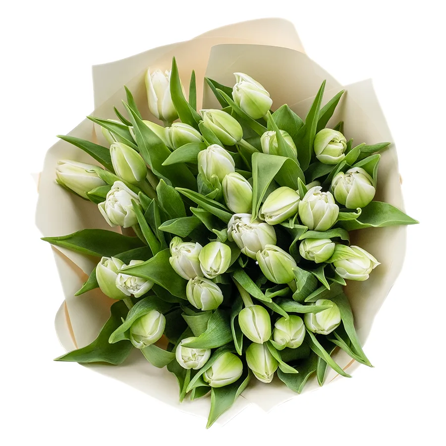 Букет из 31 белого махрового тюльпана Вайт Херт (02458)