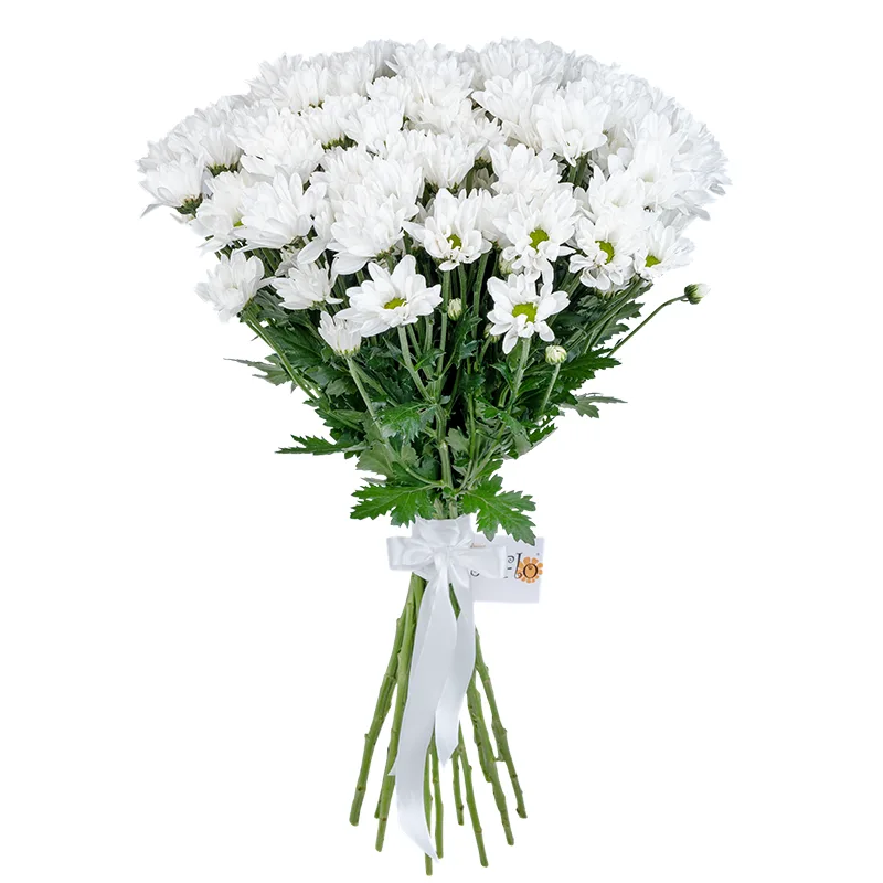 Букет из 19 белых кустовых хризантем (01786)