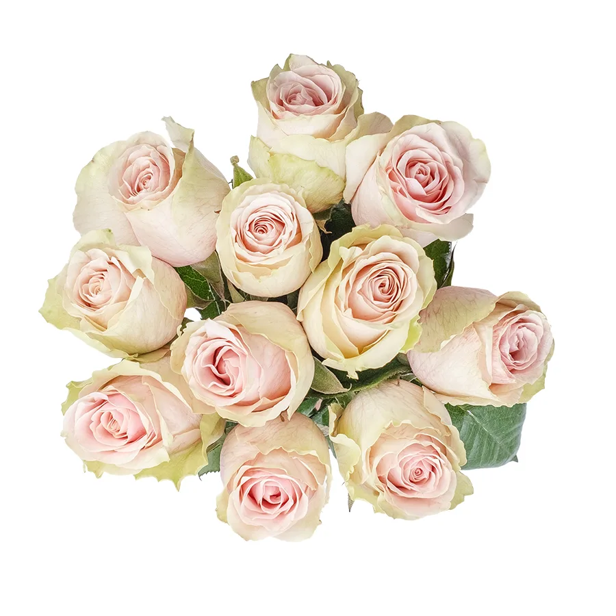 Букет из 11 светло-розовых роз Фрутетто (02138)