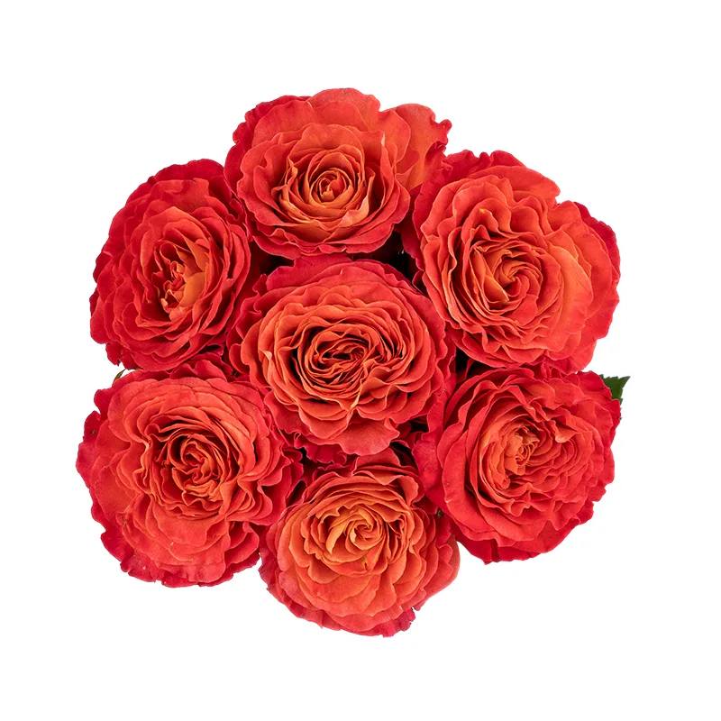 Букет из 7 оранжевых садовых роз Сансет (01742)