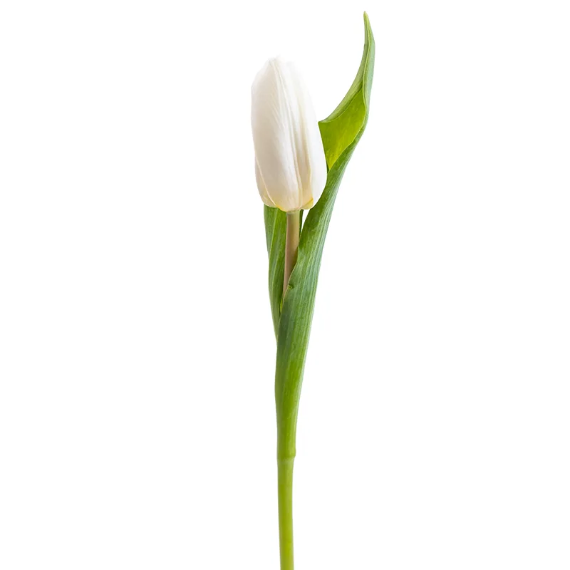 Тюльпан белый (00146)