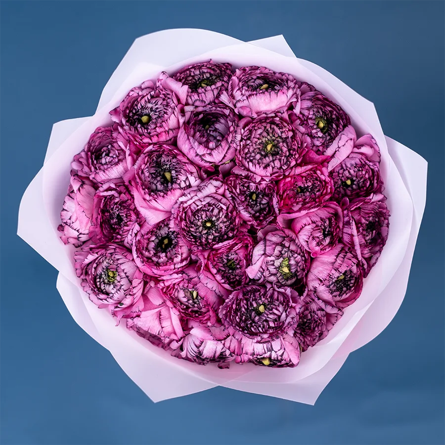 Букет из 27 розовых с фиолетовым ранункулюсов Элеганс Стриато Роза (02167)