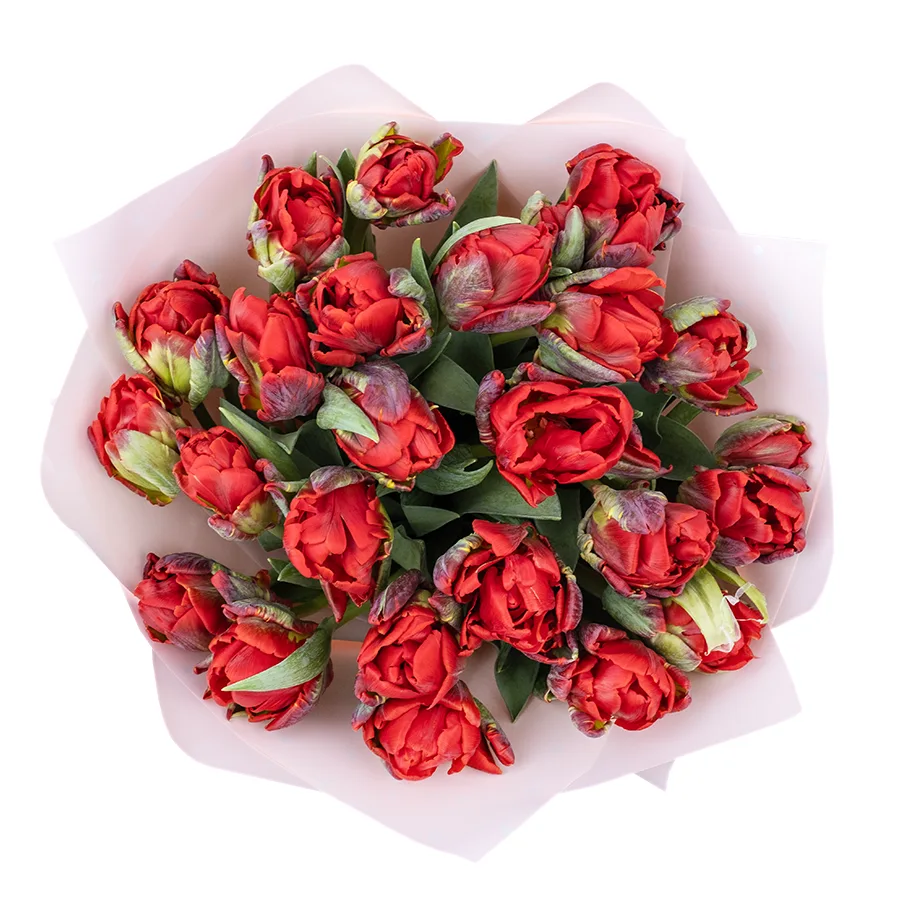 Букет из 19 красных густомахровых тюльпанов Рококо Дабл (02273)