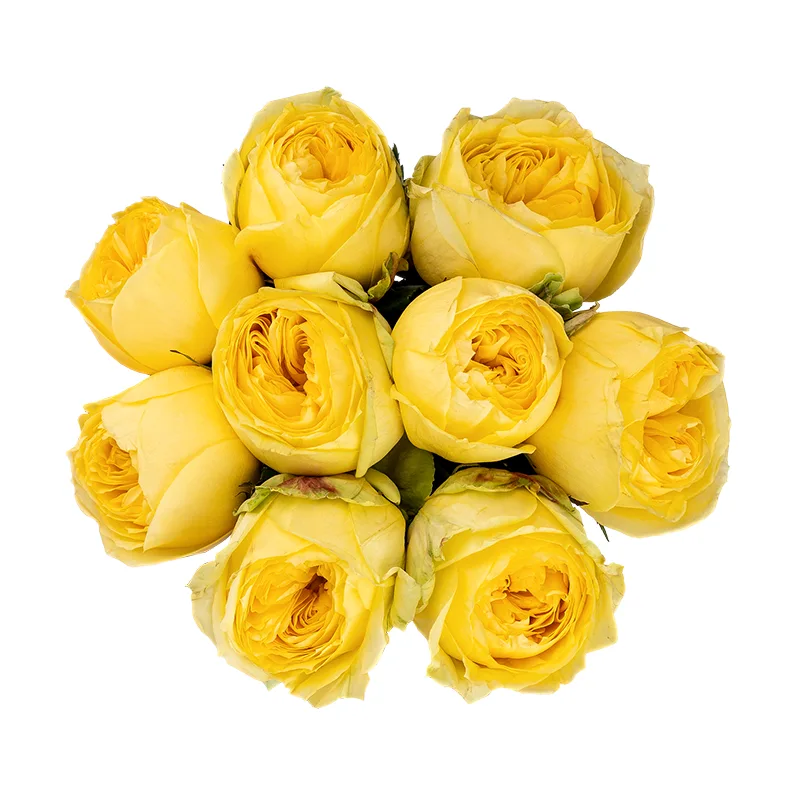 Букет из 9 жёлтых садовых роз Каталина (01744)