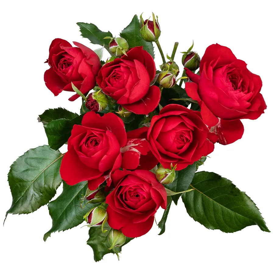 Роза кустовая ярко-красная Скарлет Дименшн 50 см (02756)
