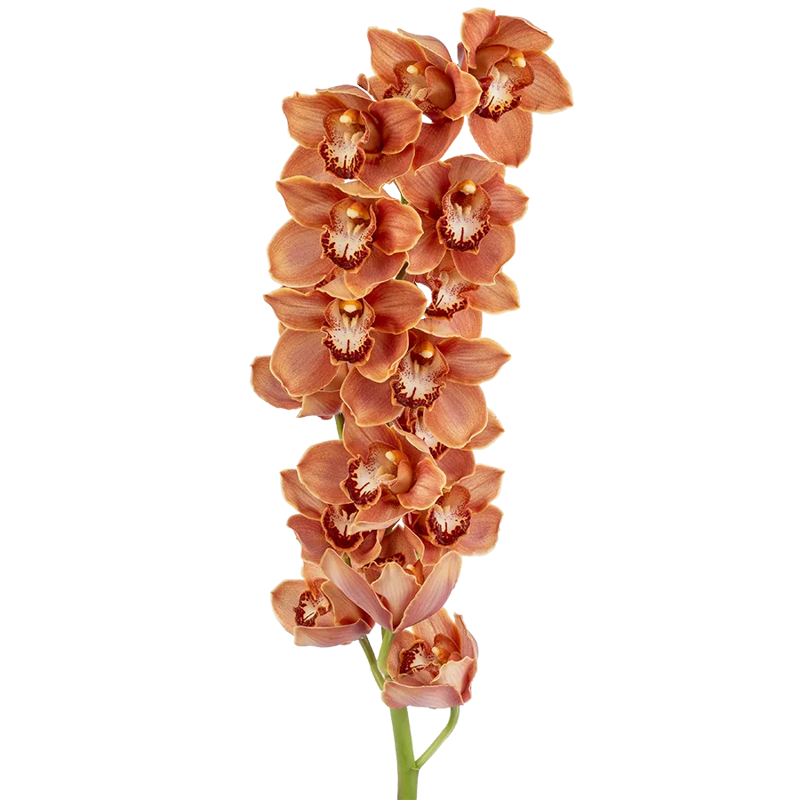 Орхидея Цимбидиум коричневая ветка (01881)