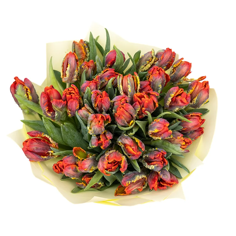 Букет из 37 красных попугайных тюльпанов Пэррот Рококо (01982)