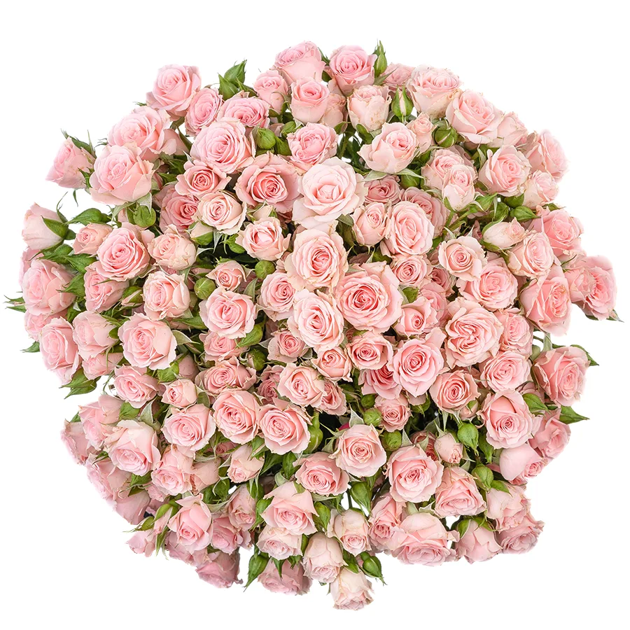 Букет из 21 светло-розовой кустовой розы Лидия (02586)
