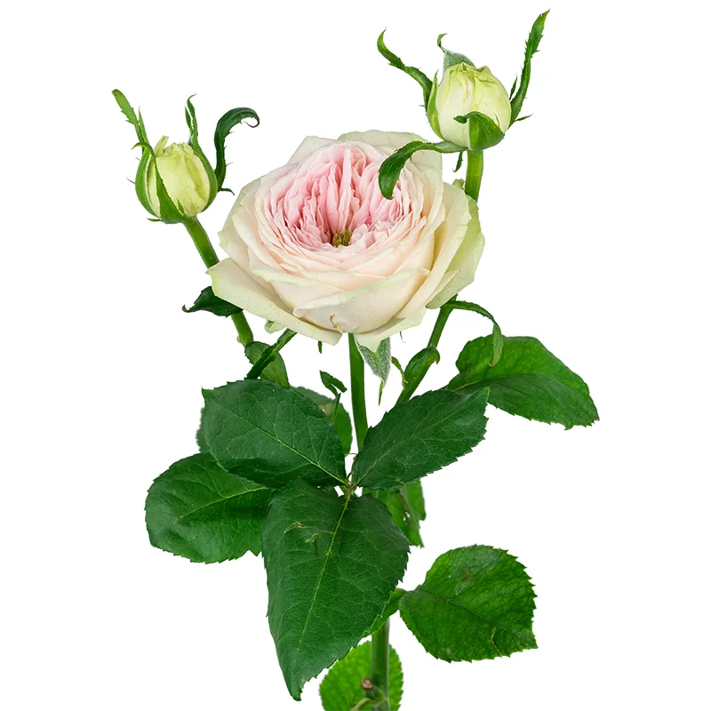 Роза кустовая кремово-розовая Балерина Саммерхаус (00508)