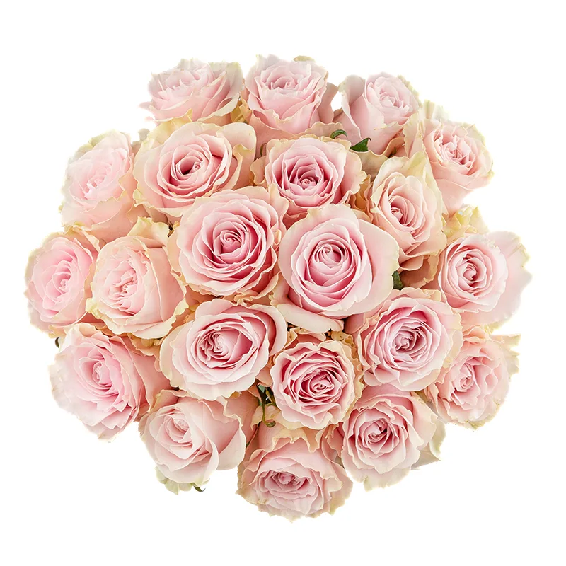 Букет из 21 розово-кремовой розы Пинк Мондиаль (01559)