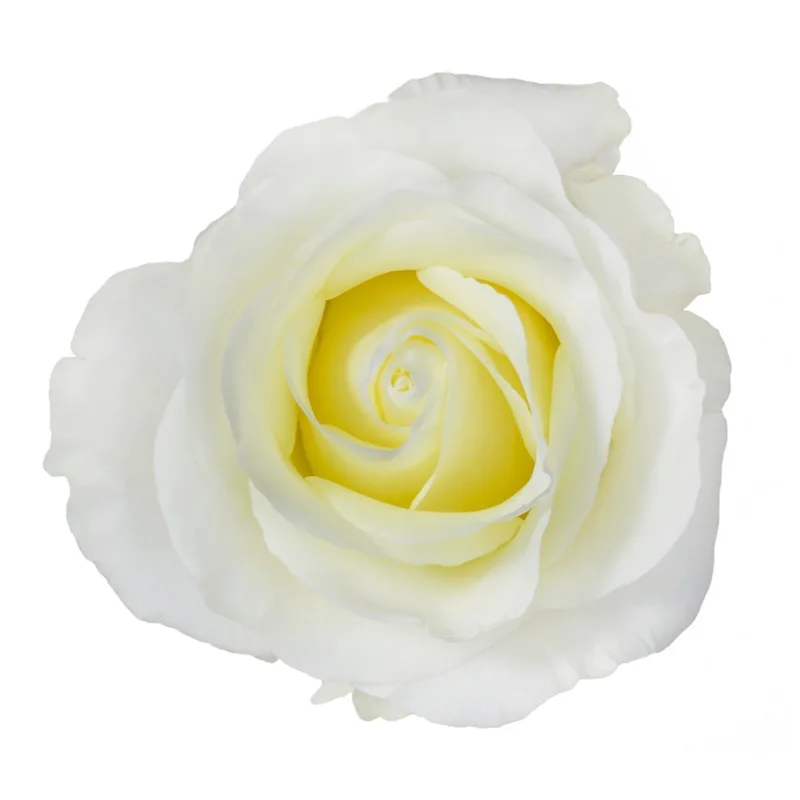 Роза белая Аваланж (00052)