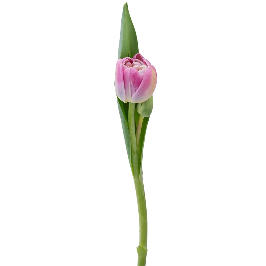 Тюльпан махровый бело-розовый Бриндизи (03051)
