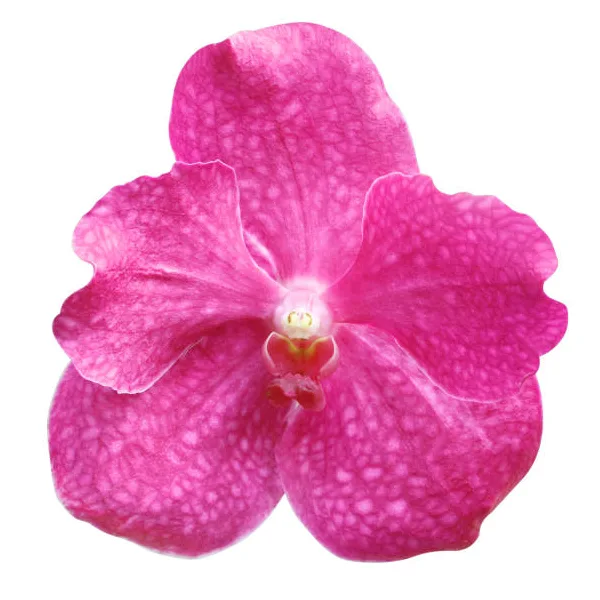 Орхидея Фаленопсис ярко-розовая (00445)
