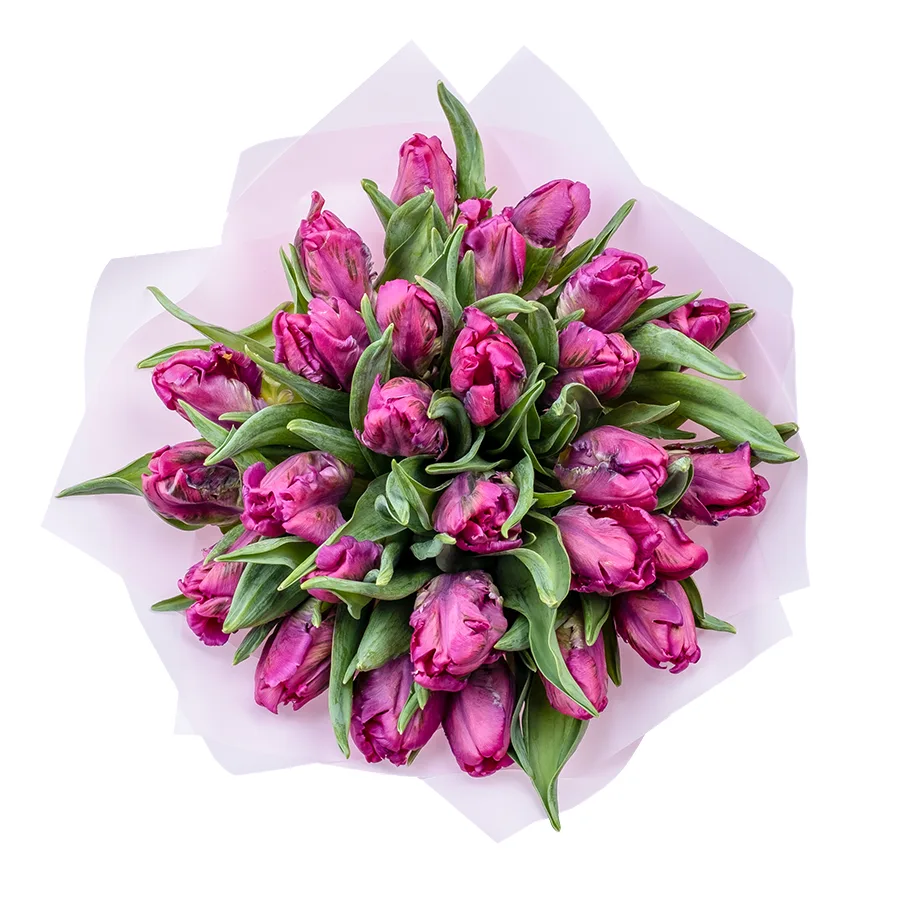 Букет из 27 фиолетовых попугайных тюльпанов Принц Пэррот (02183)