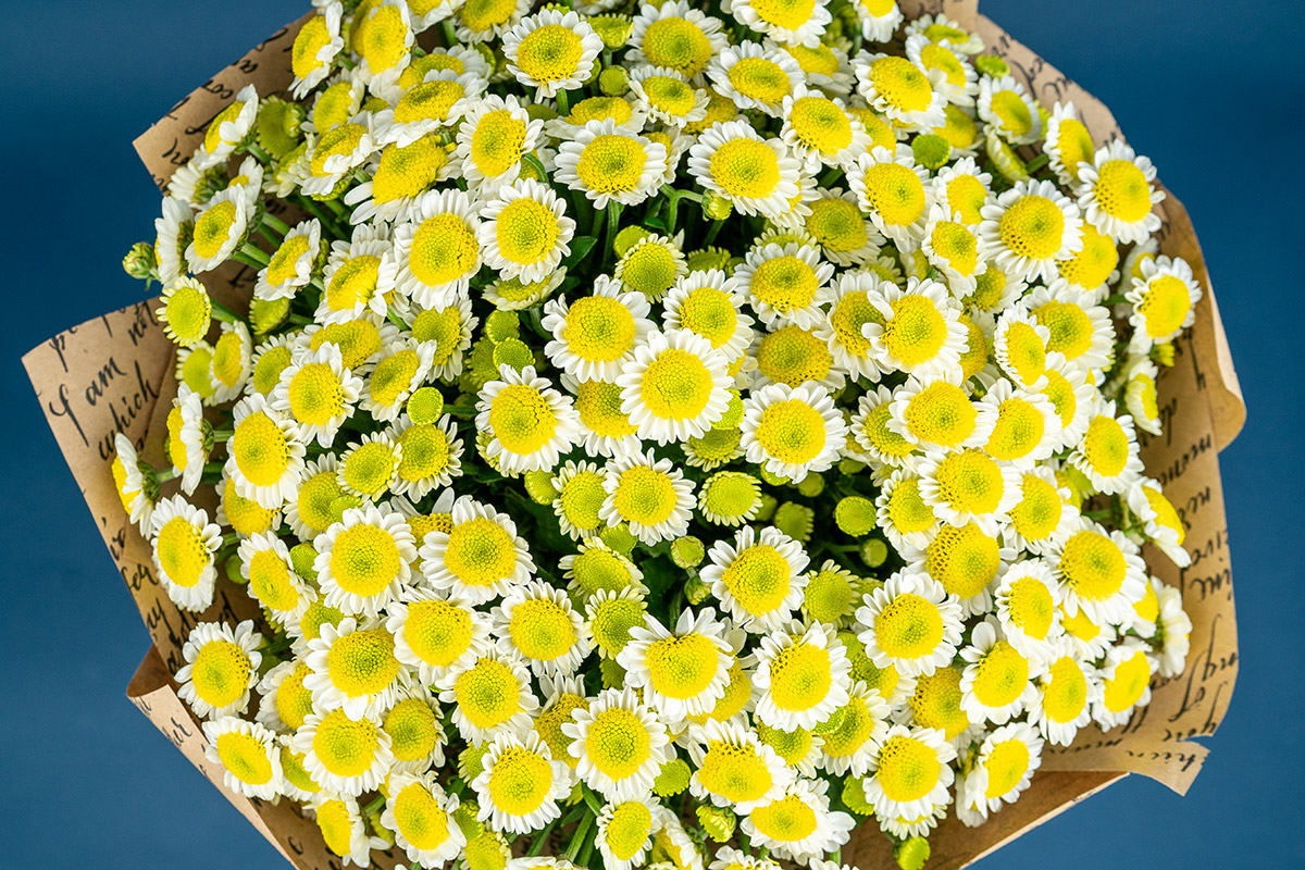 Букет из 25 бело-жёлтых кустовых хризантем Сантини Сан Ап (01539)