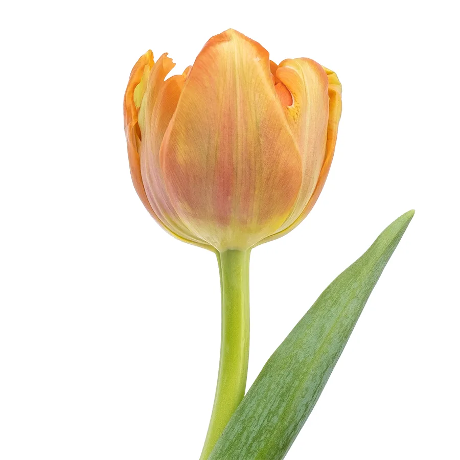 Тюльпан махровый оранжевый Айкун (00733)