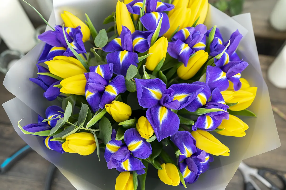 Букет из 13 синих ирисов и 20 жёлтых тюльпанов (01112)