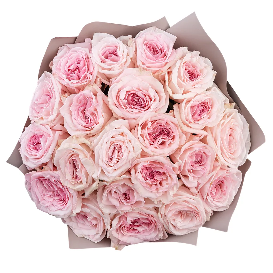 Букет из 21 ароматной розовой садовой розы Пинк О’Хара в упаковке (02792)