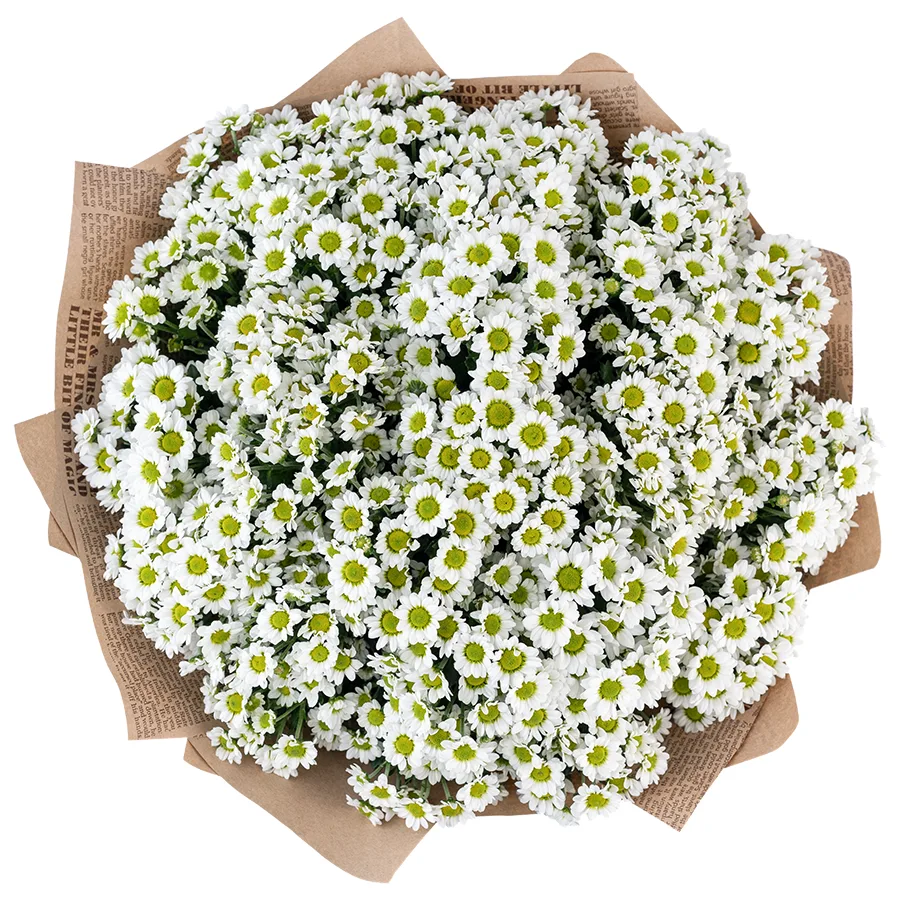 Букет из 25 белых кустовых хризантем Сантини Пиксель Сноуи (02892)