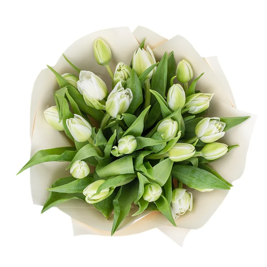 Букет из 21 белого махрового тюльпана Вайт Херт (02463)