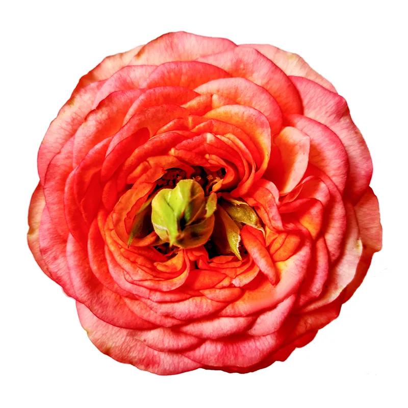 Роза пионовидная оранжево-розовая с зелёным Гудини (00263)