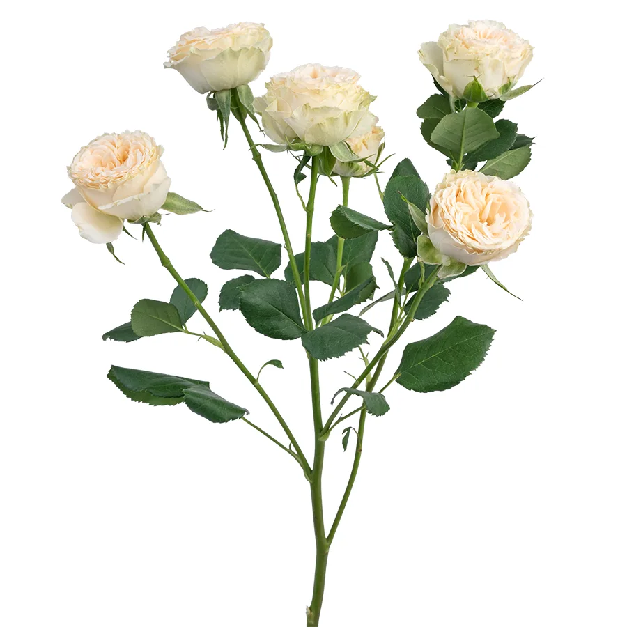 Роза кустовая бело-кремовая Саммер Роуз 60 см