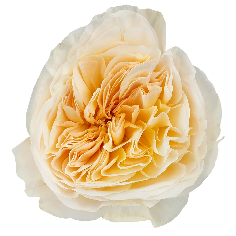 Роза садовая бело-кремовая Дэвида Остина Бесси (00485)