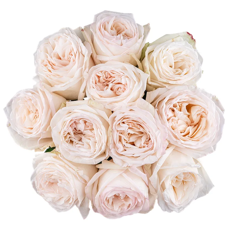Букет из 11 ароматных белых садовых роз Вайт О'Хара (01773)
