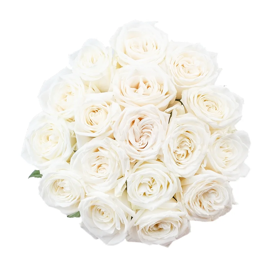 Букет из 17 ярко-белых садовых роз Плайя Бланка (02161)