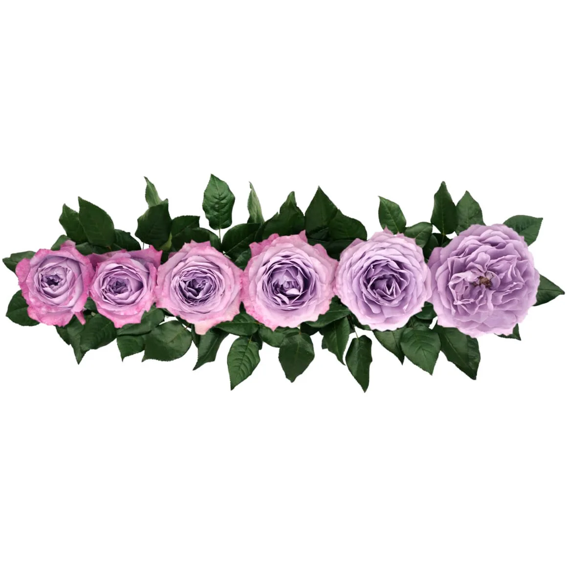 Роза садовая сиреневая Лавандер Букет (00242)